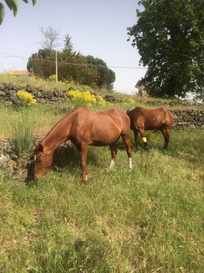 Ferienwohnung Horse House Ragalna Exterior foto